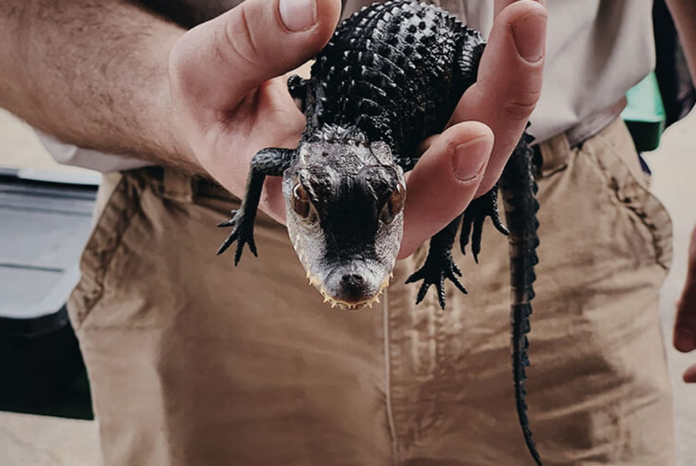 crocodile-tours-mp