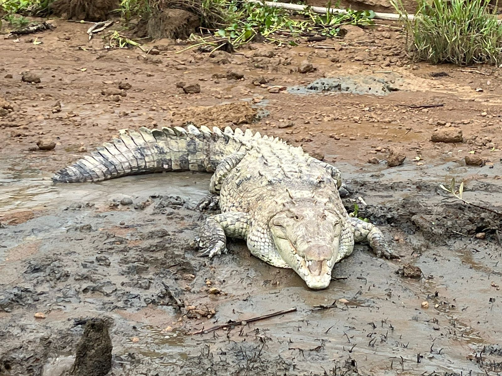Crocodile-3